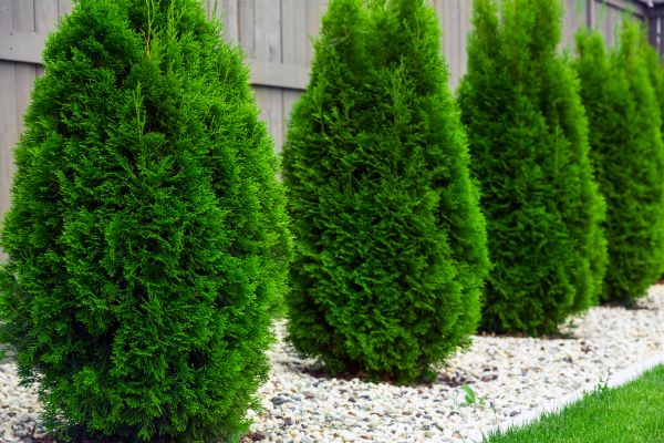 Arborvitae Planting in Sun City Center