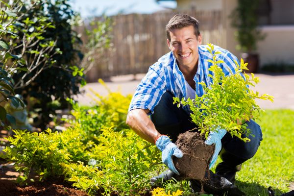 Bush Planting Service in Sun City Center