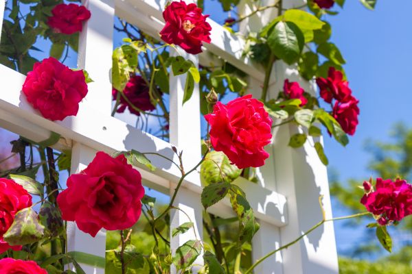 Home Gardening Service in Sun City Center