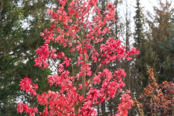 Japanese Maple Planting in Sun City Center