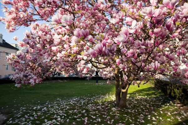 Magnolia Tree Planting in Sun City Center