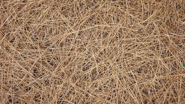 Pine Needles Delivery in Sun City Center