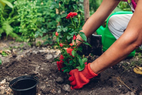 Planting Service in Sun City Center