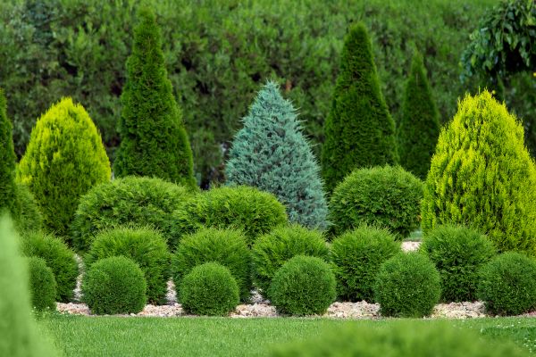 Shrub Replacement in Sun City Center