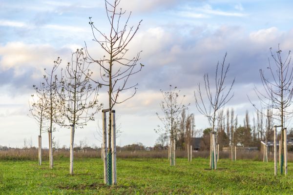 Tree Installation Service in Sun City Center