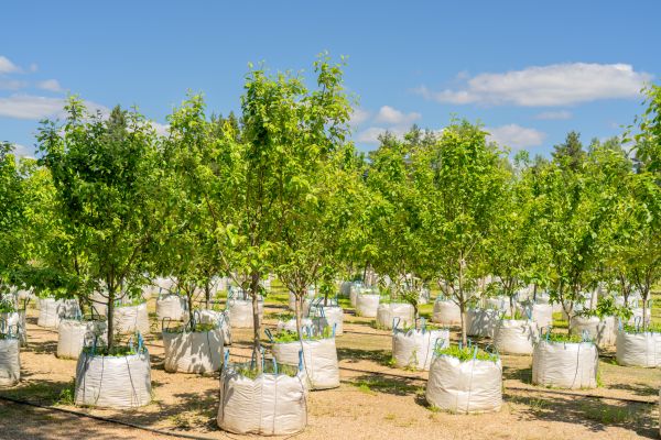 Tree Planting Service in Sun City Center