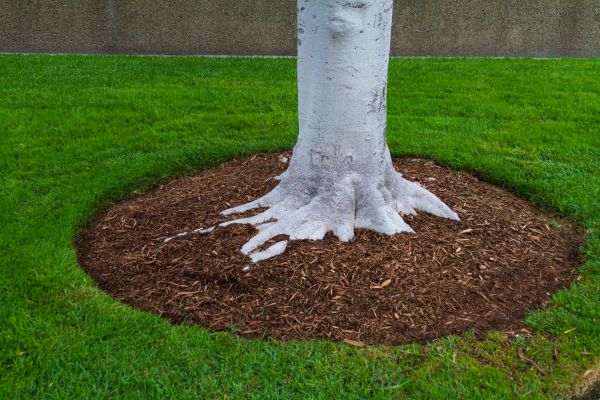 Brown Mulch Installation in Sun City Center