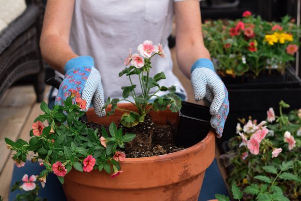 Plant Care Service in Sun City Center