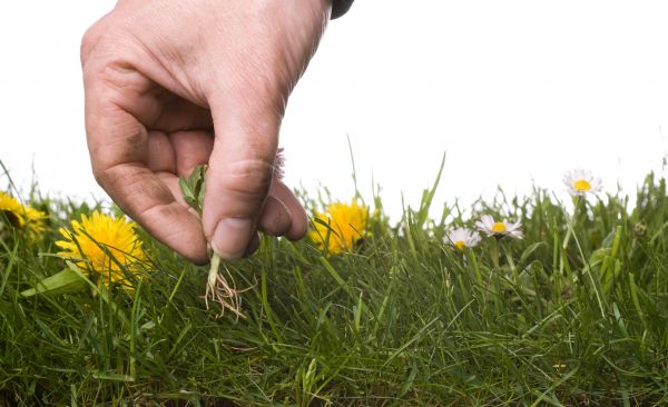 Lawn Weeding in Sun City Center