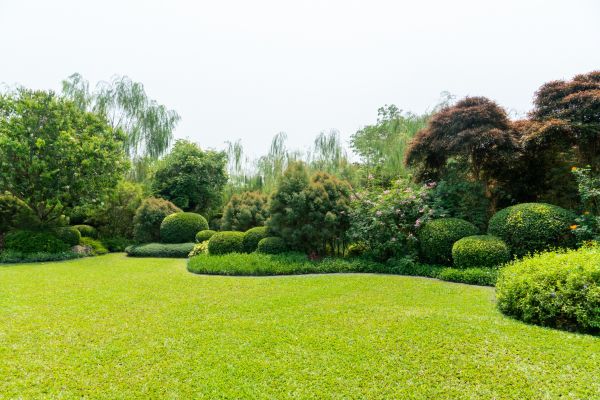 Tree Landscaping in Sun City Center