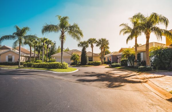 Palm Tree Landscaping in Sun City Center