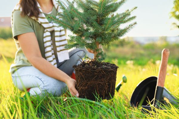 Spruce Tree Planting in Sun City Center