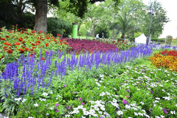 Perennials Planting in Sun City Center