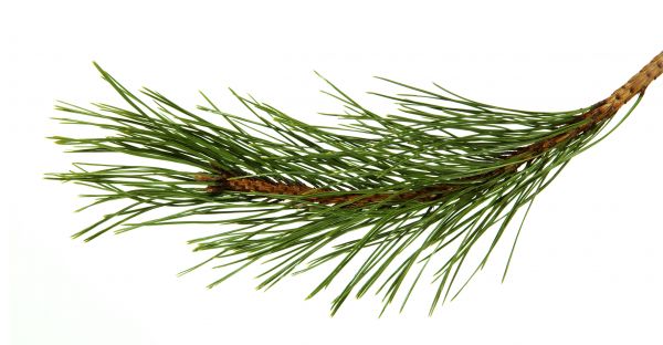 Pine Needles Installation in Sun City Center
