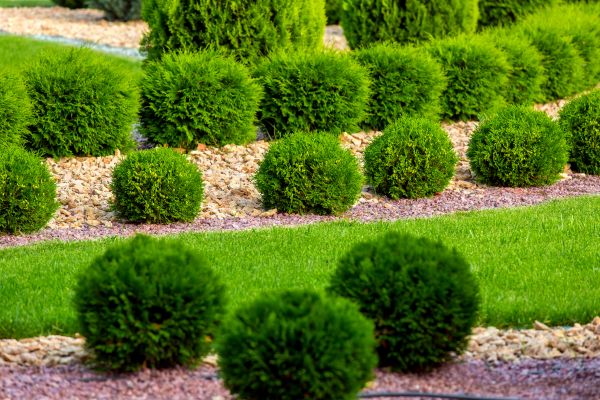 Bush Installation in Sun City Center