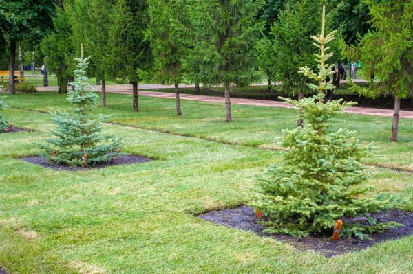 Privacy Trees Planting in Sun City Center