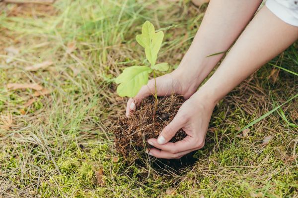 Oak Tree Planting in Sun City Center