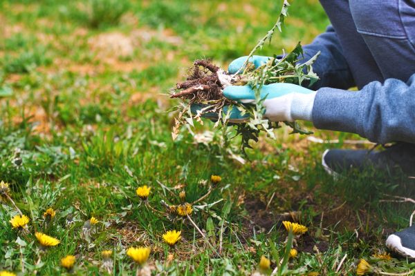 Flower Bed Clearing in Sun City Center
