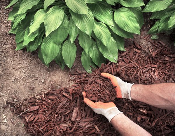 Bark Spreading in Sun City Center
