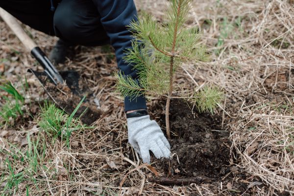 Pine Tree Planting in Sun City Center