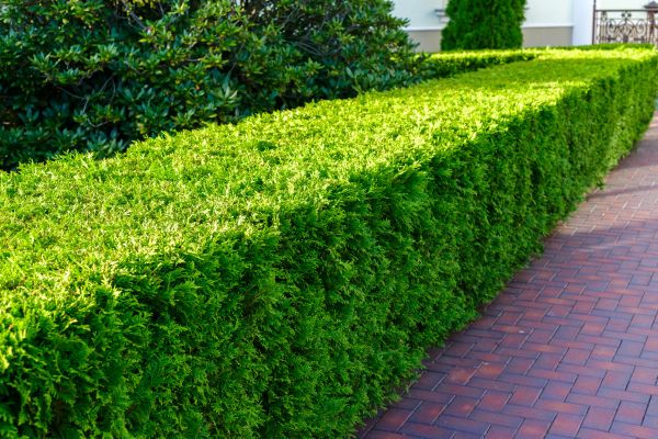 Hedge Installation in Sun City Center