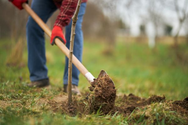 Trees Planting in Sun City Center