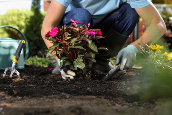 Plant Replacement in Sun City Center