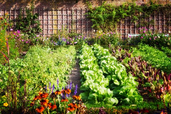 Garden Planting Service in Sun City Center