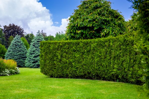 Hedge Landscaping in Sun City Center