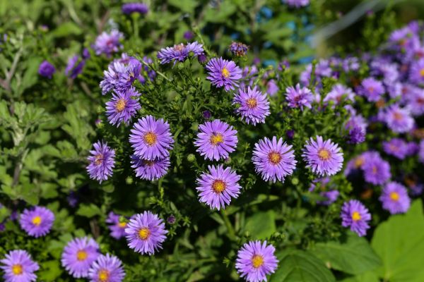 Perennial Flower Planting in Sun City Center