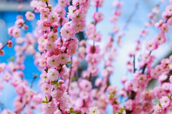 Japanese Cherry Tree Planting in Sun City Center