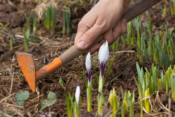 Flower Garden Weeding in Sun City Center