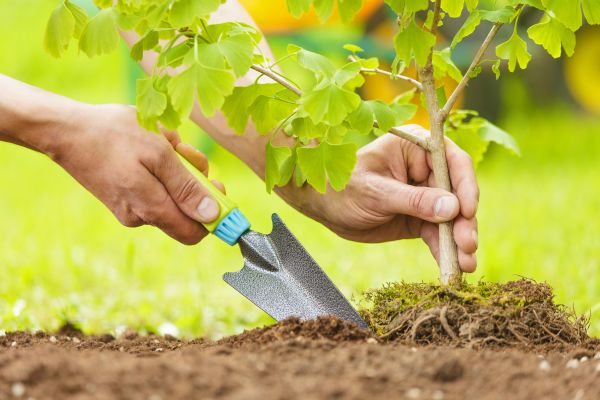 Fruit Tree Planting in Sun City Center