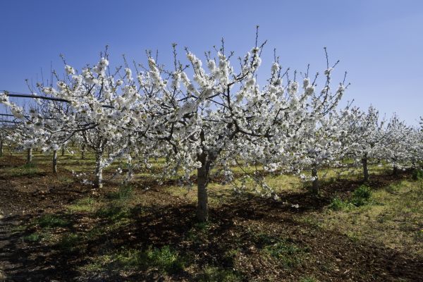 Orchard Planting in Sun City Center
