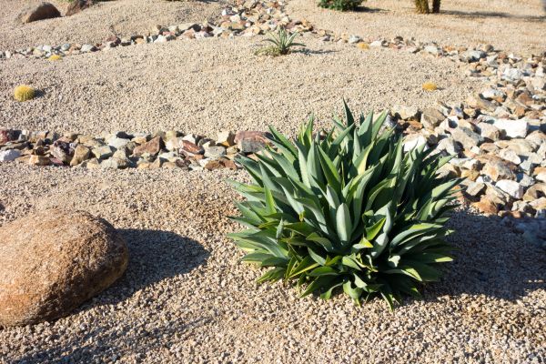 Xeriscaping Service in Sun City Center