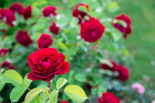 Rose Planting in Sun City Center