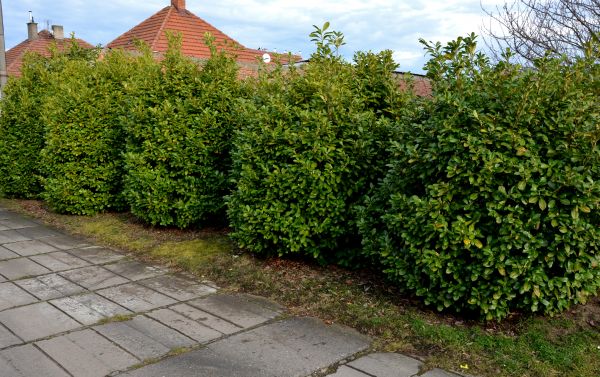 Privacy Shrub Installation in Sun City Center