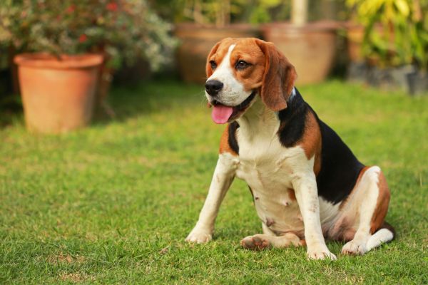 Dog Friendly Landscaping in Sun City Center