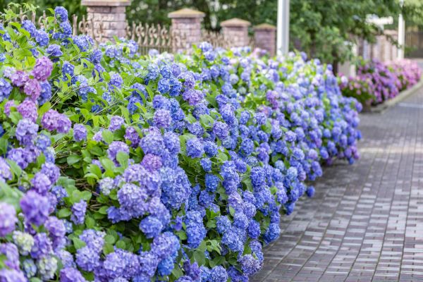 Hydrangea Landscaping in Sun City Center