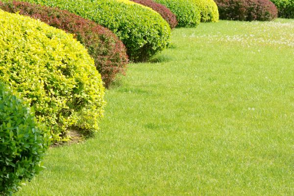 Shrubbery Planting in Sun City Center