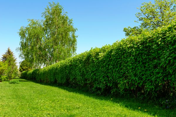 Hedge Replacement in Sun City Center