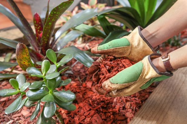 Cedar Mulch Installation in Sun City Center
