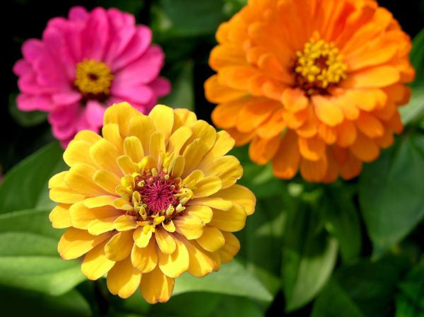Zinnia Planting in Sun City Center