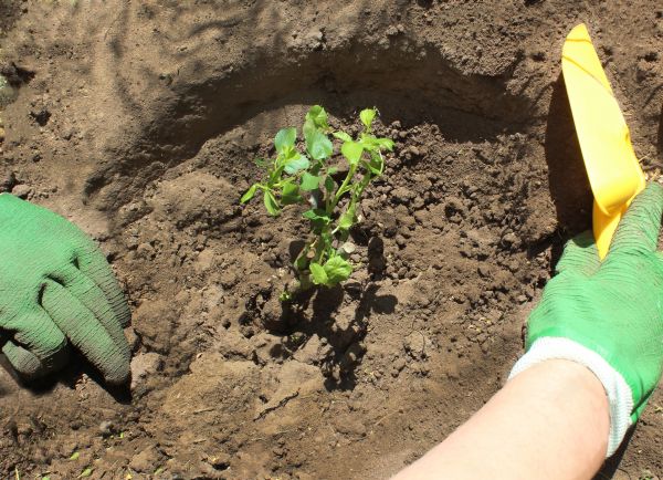 Rose Bush Planting in Sun City Center
