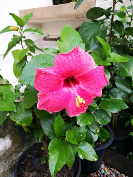Hibiscus Planting in Sun City Center