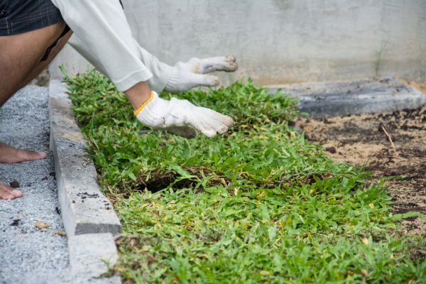 Ground Cover Planting in Sun City Center