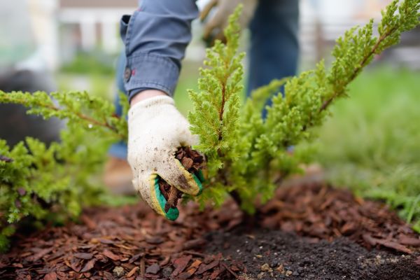 Church Mulching in Sun City Center