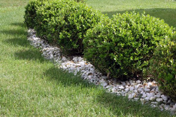 Boxwood Planting in Sun City Center