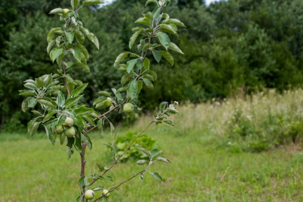 Apple Tree Planting in Sun City Center