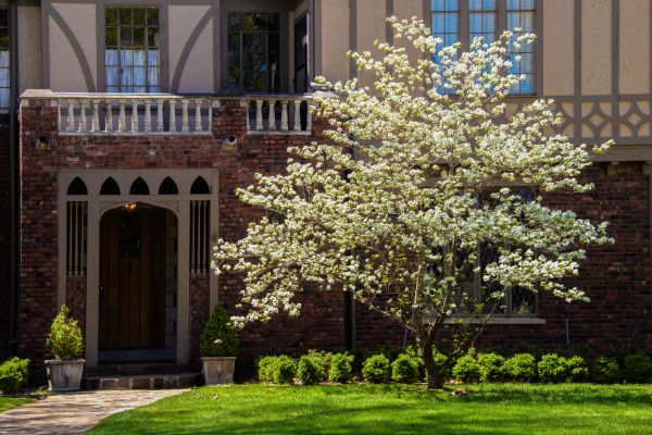 Dogwood Tree Planting in Sun City Center